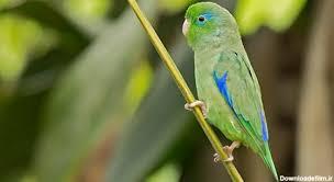 طوطی پروتلت