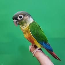 ۱۲ توصیه حرفهای برای نگهداری گرینچیک در آپارتمان + نکات 1 نگهداری گرینچیک