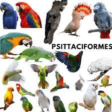 وتلند سرزمین دامپزشکی ایران 4 تشخیص جنسیت انواع طوطی