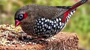 15 ویژگی جالب فنچ سانان که آنها را خاص میکند 6 فنچ سانان