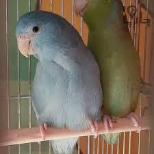 طوطی پروتلت یک دوست همیشگی 8 نکته طلایی برای مراقبت از آن 3 طوطی پروتلت
