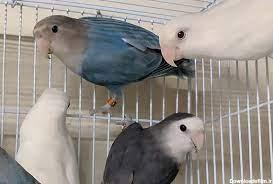 نگهداری طوطی برزیلی