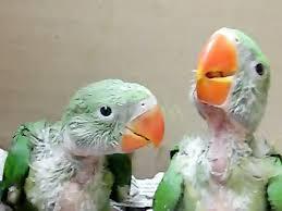 نگهداری شاه‌طوطی