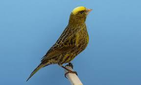 نگهداری قناری