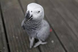 نگهداری کاسکو