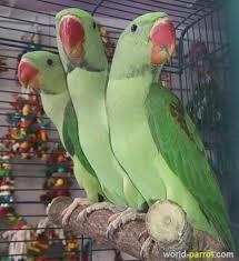 نگهداری شاه‌طوطی