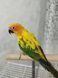 طوطی خورشیدی