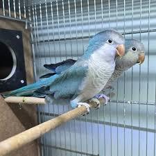 وتلند سرزمین دامپزشکی ایران 5 طوطی راهب