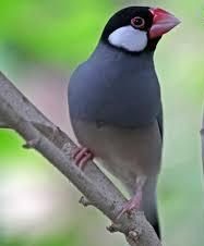 15 ویژگی جالب فنچ سانان که آنها را خاص میکند 5 فنچ سانان