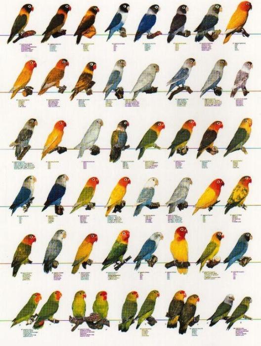 نگهداری طوطی برزیلی