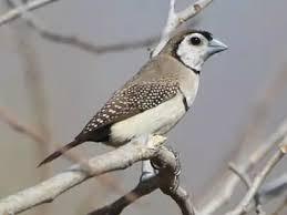 15 ویژگی جالب فنچ سانان که آنها را خاص میکند 7 فنچ سانان