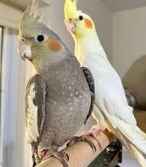 نگهداری عروس هلندی