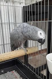 نگهداری کاسکو