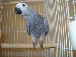 نگهداری کاسکو