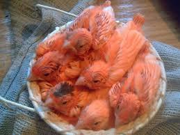 نگهداری قناری