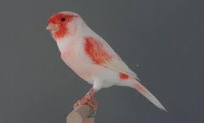 نگهداری قناری