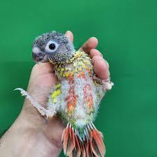 ۱۲ توصیه حرفهای برای نگهداری گرینچیک در آپارتمان + نکات 4 نگهداری گرینچیک