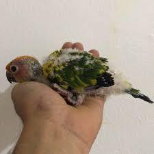 طوطی خورشیدی