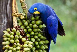 وتلند سرزمین دامپزشکی ایران 5 خوراکی مفید و مضر برای طوطی سانان