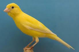 نگهداری قناری