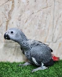 نگهداری کاسکو