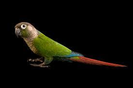 ۱۲ توصیه حرفهای برای نگهداری گرینچیک در آپارتمان + نکات 5 نگهداری گرینچیک