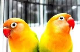 نگهداری طوطی برزیلی