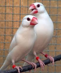 15 ویژگی جالب فنچ سانان که آنها را خاص میکند 1 فنچسانان