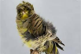 نگهداری قناری