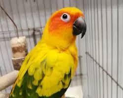 طوطی خورشیدی