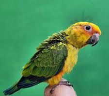 طوطی خورشیدی