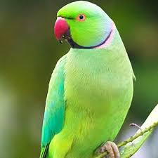 وتلند سرزمین دامپزشکی ایران 5 محبوبیت طوطی ملنگو