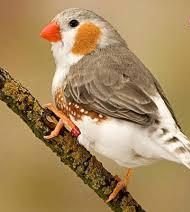 15 ویژگی جالب فنچ سانان که آنها را خاص میکند 9 فنچ سانان