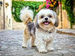 اشتباهات تغذیه سگ