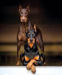 اشتباهات تغذیه سگ