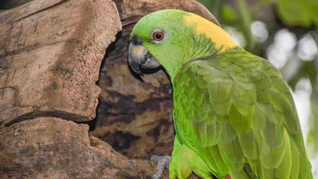 تشخیص جنسیت انواع طوطیر