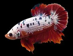 ۱۰ بیماری ماهی‌ های آکواریومی و راه‌ های درمان آن‌ ها