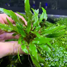 10 گیاهان آکواریومی زیبا و مقاوم برای آکواریوم های خانگی 3 Cryptocoryne wendtii
