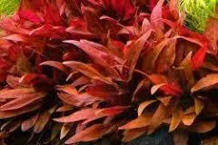 10 گیاهان آکواریومی زیبا و مقاوم برای آکواریوم های خانگی 10 Hygrophila difformis