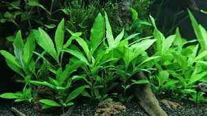 10 گیاهان آکواریومی زیبا و مقاوم برای آکواریوم های خانگی 7 Hygrophila polysperma2