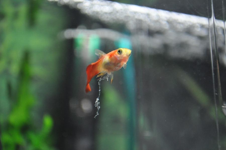 Intestinal parasites in fish 1