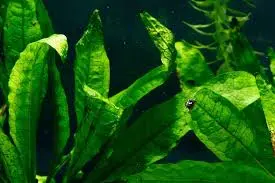 10 گیاهان آکواریومی زیبا و مقاوم برای آکواریوم های خانگی 2 Java Fern – Microsorum pteropus