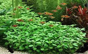 10 گیاهان آکواریومی زیبا و مقاوم برای آکواریوم های خانگی 9 Lobelia cardinalis