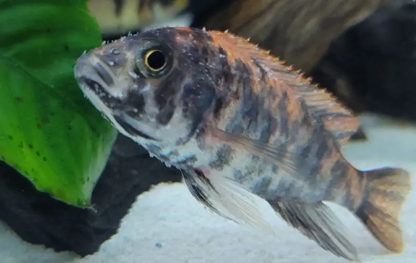 ۱۰ بیماری ماهی‌ های آکواریومی و راه‌ های درمان آن‌ ها