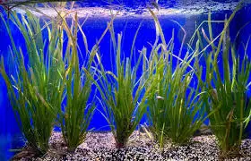 10 گیاهان آکواریومی زیبا و مقاوم برای آکواریوم های خانگی 4 Vallisneria spiralis