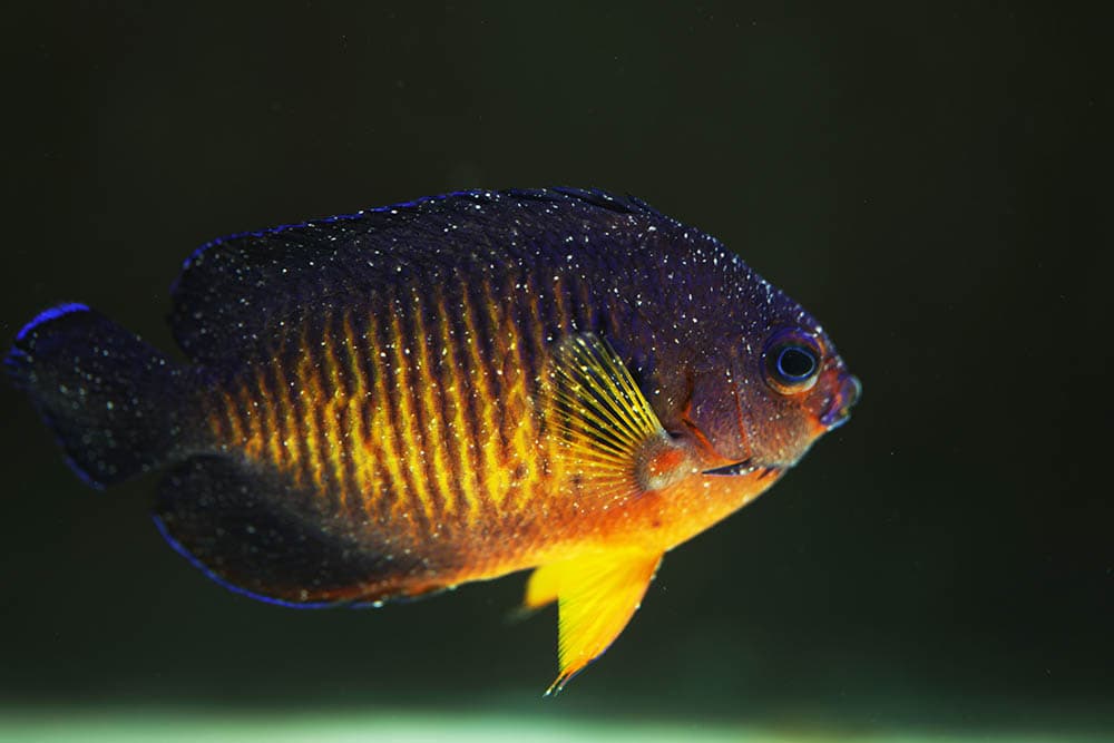 fish with velvet disease Pavaphon Supanantananont Shutterstock min 1