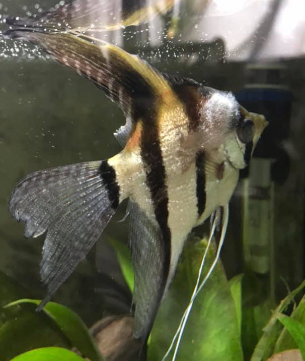 fungal infections in fish min