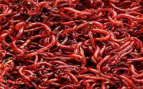 ۳. کرم خونی (Bloodworms)؛ منبع پروتئین حیوانی طبیعی