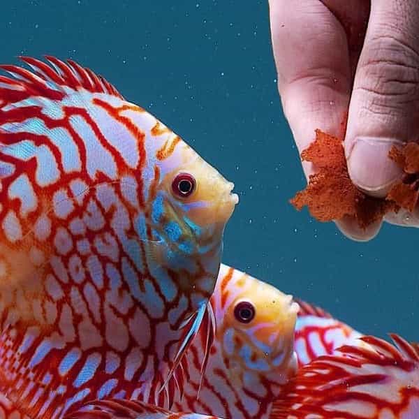 غذای-ماهی_-آکواریومی