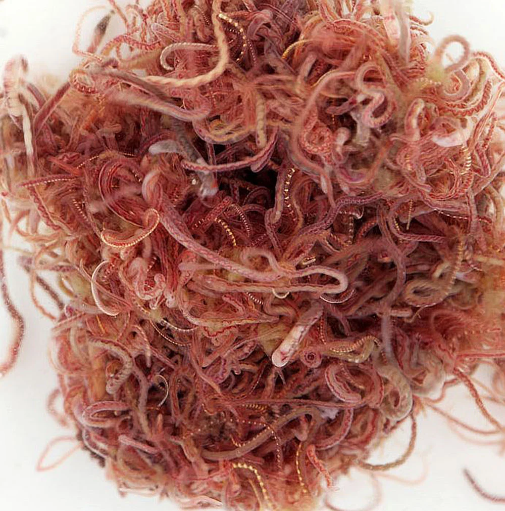 کرم توبیفکس1